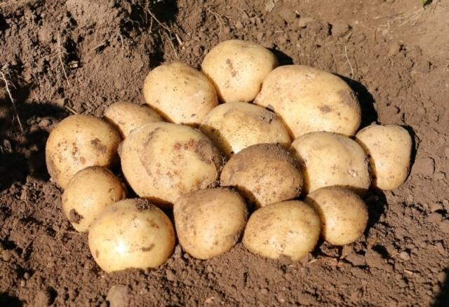 Sifra potatoes