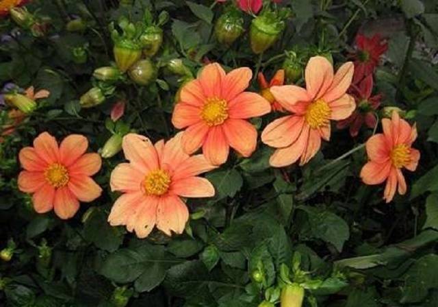 Dalias anuales: plantación y cuidado.