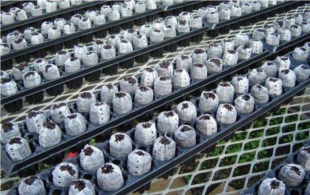 Com plantar petúnia en pastilles de torba