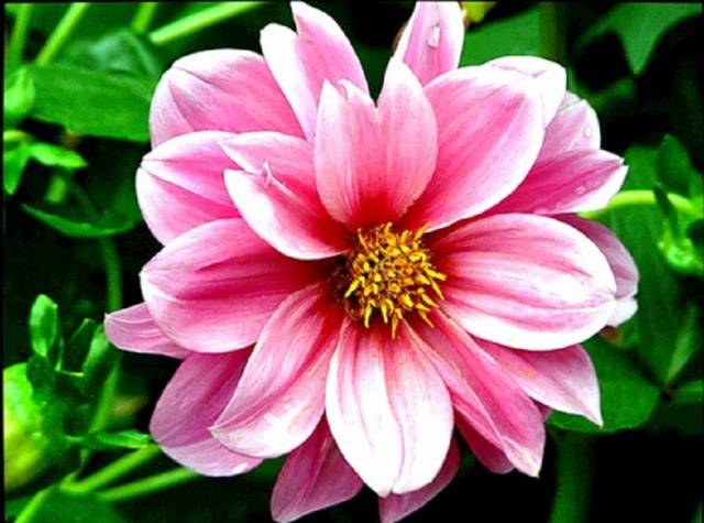 Dahlias Funny guys: