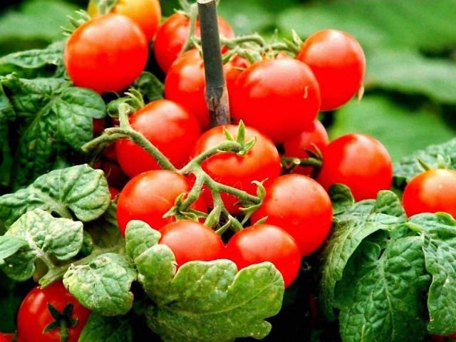 Tomates agrupados para campo abierto