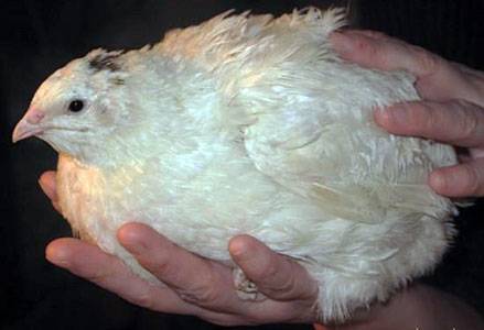 Broiler fürj