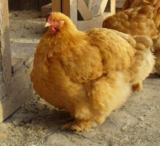 Raza de pollos Cochinquin