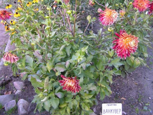 Dalia Vancouver