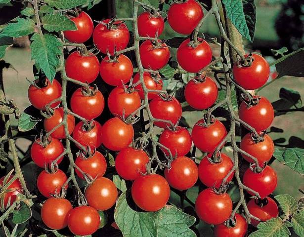 Gebündelte Tomaten für Gewächshäuser
