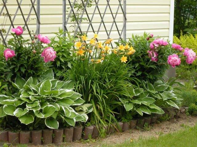 Mehrjährige Blumen für den Garten sind unprätentiös langblütig