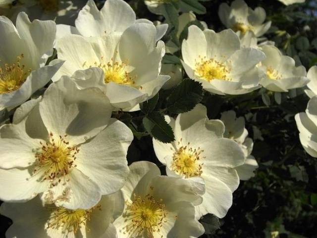 Musk Rose