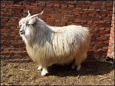 Cabras peludas