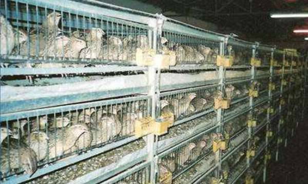 Manutenção e criação de codornizes no país