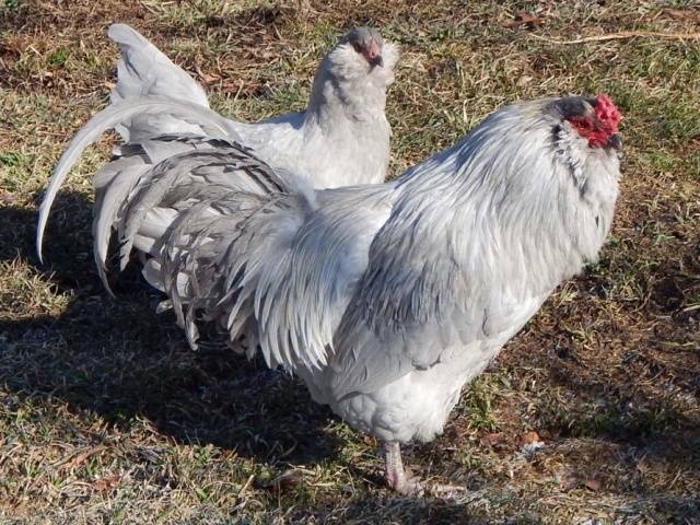 Csirkék Ameraucana