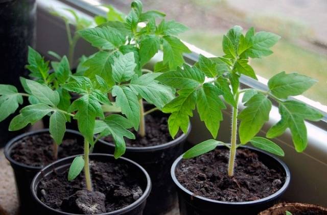 Cuidado de mudas de tomate
