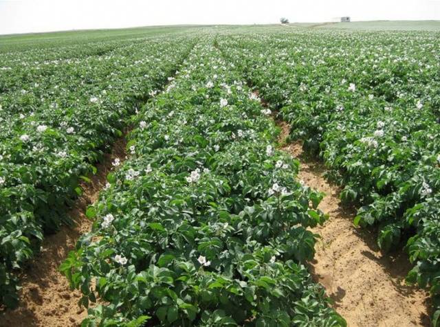Sifra potatoes
