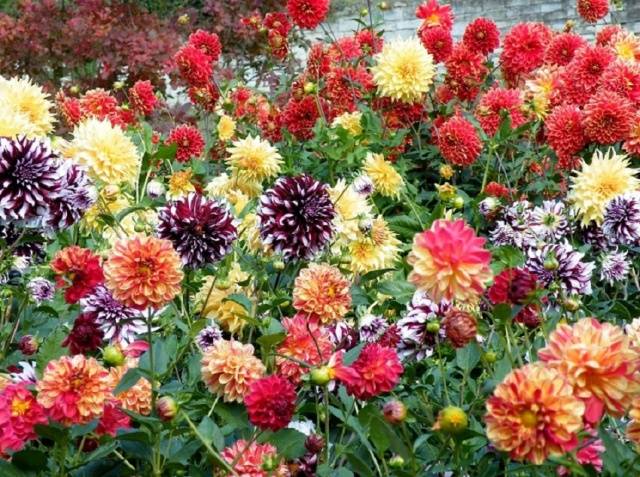 Dalias anuales: plantación y cuidado.