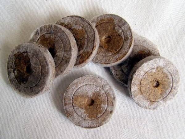 Com plantar petúnia en pastilles de torba