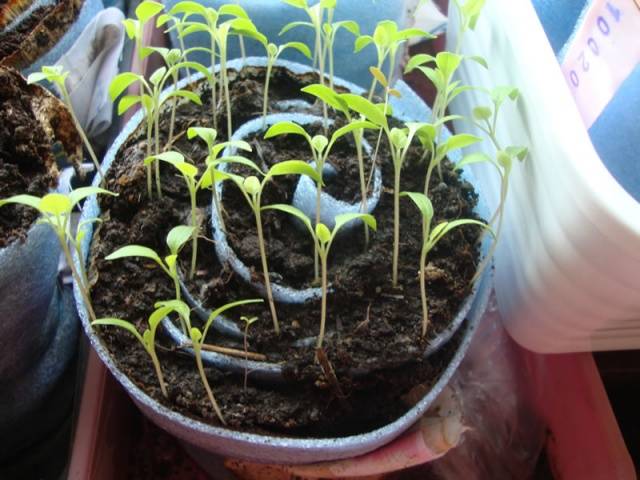 Plántulas de tomate en caracol y pañales