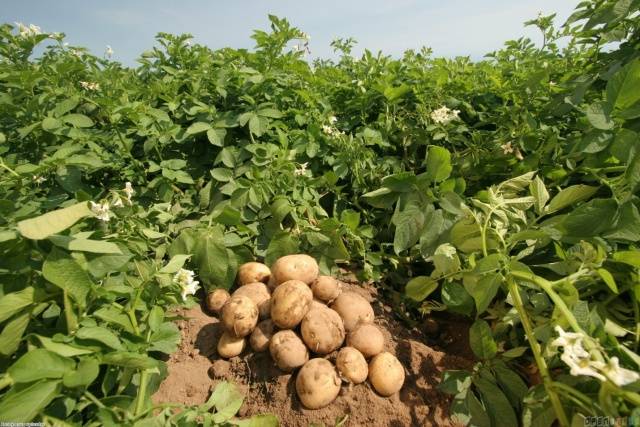 Procesamiento de papas antes de plantar