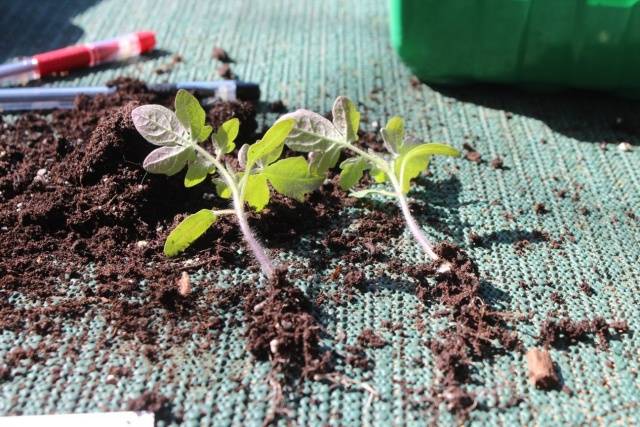 Wann man Tomatensämlinge auf offenem Boden pflanzt