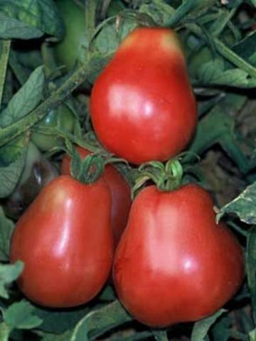 Hejlové