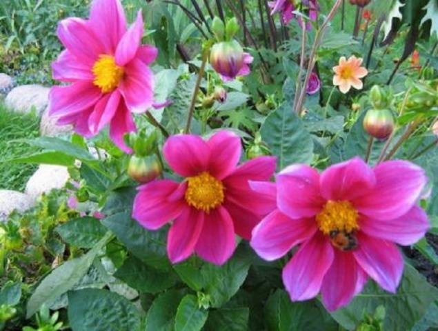 Dahlias Funny guys:
