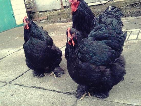 Raza de pollos Cochinquin