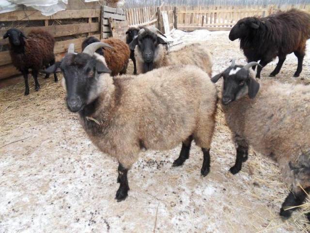 Cabras peludas