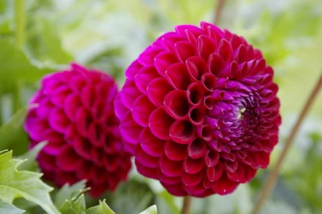 Dalias: cortar y dividir tubérculos.