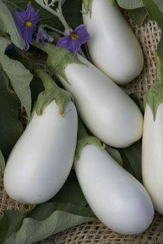 Nevado