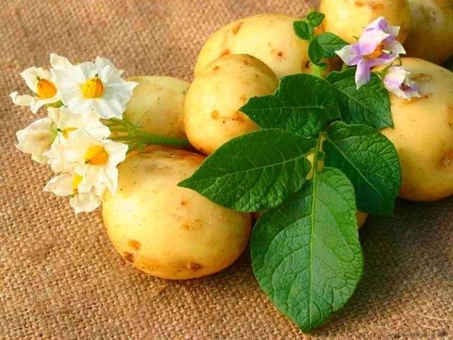 Procesamiento de papas antes de plantar