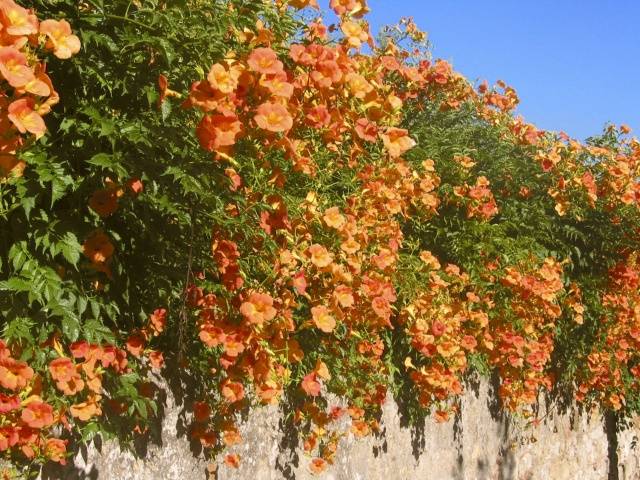 Campsis