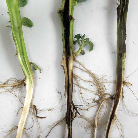 Soft bacterial rot
