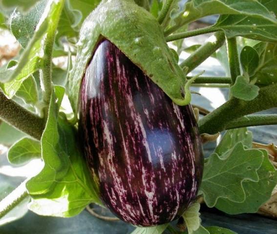 Gestreifte Aubergine