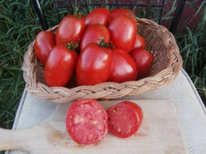Rojo amish