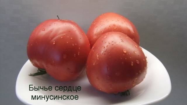 Corazón de toro Minusinskoe mano