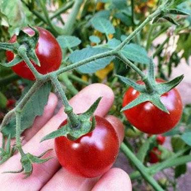Cereza bing
