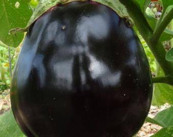 Schwarzer Mond