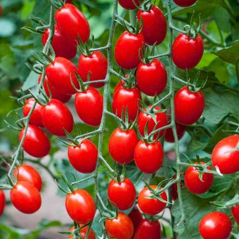 Cherry B 355 F1 de Vilmorin