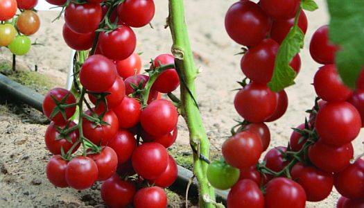Cherry Lycopa