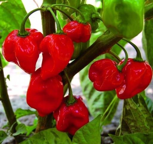Habanero červená