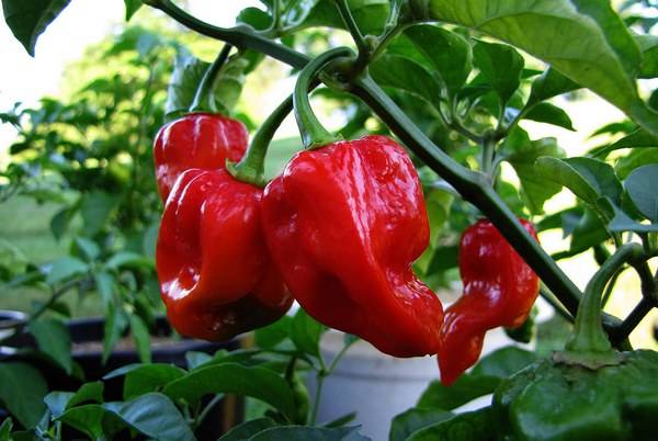 Habanero