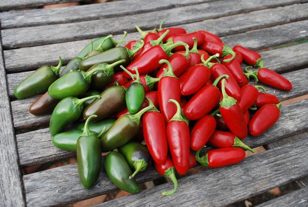 Pimenta jalapeno