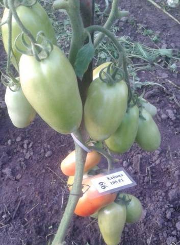 Hi-Peel F1