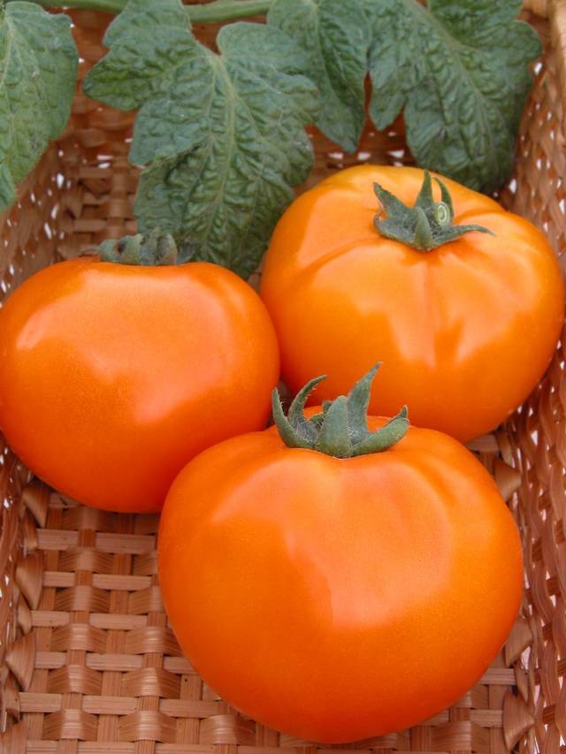 Persimmon
