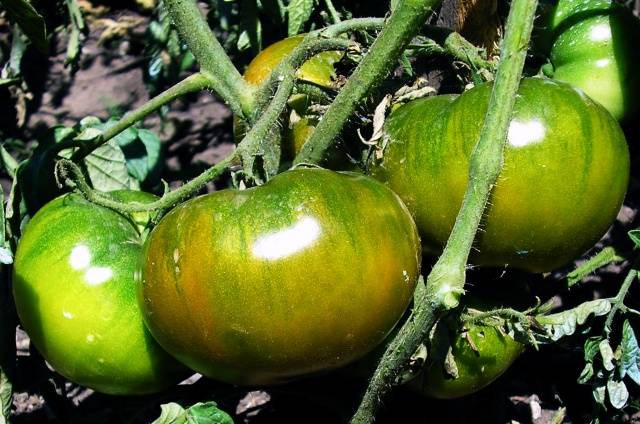 Manzana esmeralda