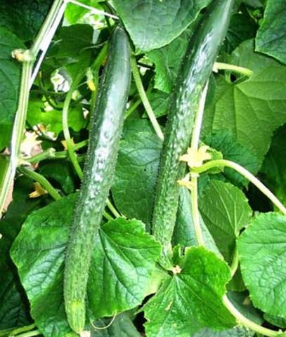 Cucumber variedade Emerald Stream
