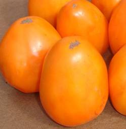 König Orange