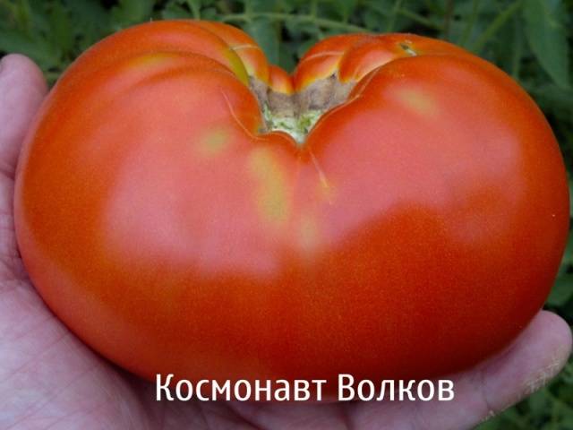 Kosmonaut Volkov
