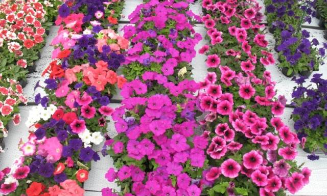 Formas de arbustos multifloros (Multiflora)
