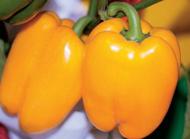 Rei laranja