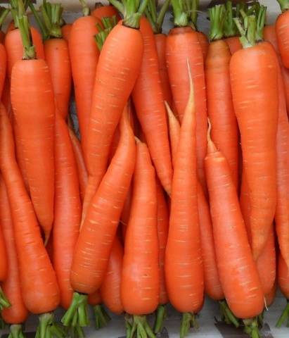 Orange Muskatnuss