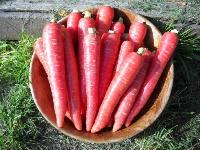 Pariser Carotel